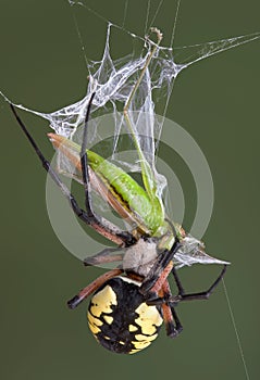 Argiope spider biting hopper
