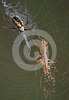 Argiope spider with centipede