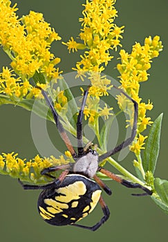 Argiope spider on goldenrod