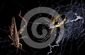 Argiope spider and hopper