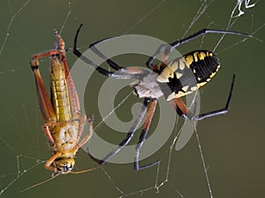 Argiope spider with hopper in web