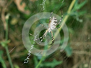 Argiope Spider really hunter