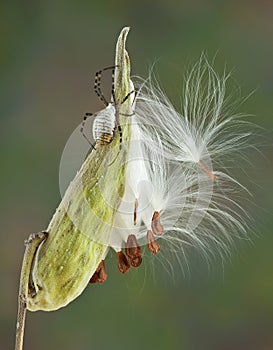 Argiope spider on milkweed