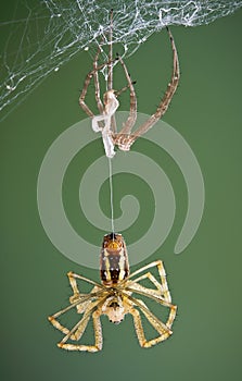 Argiope spider after shedding