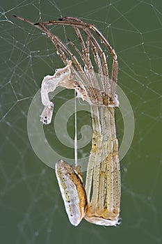 Argiope spider shedding