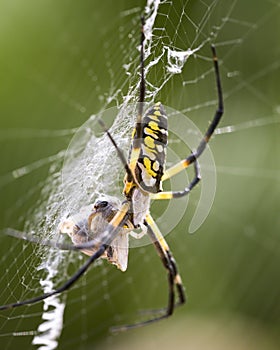 Argiope Spider and Web