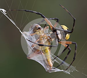 Argiope spider wrapping hopper