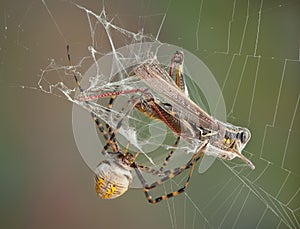Argiope spider wrapping hopper