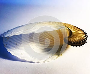 Argonaut. Paper nautilus