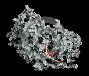 Argonaute-2 (human) enzyme. Part of the RISC complex and plays role in RNA interference (RNAi). 3D illustration