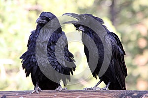 Arguing birds