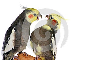 Arguing Cockatiels