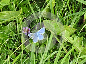 Argus blue celestial or blue adonis is a small butterfly