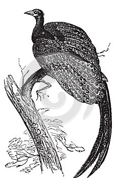 Argus giganteus or Great pheasant, common specie of pheasant old engraving