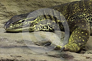 Argus monitor