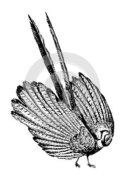 Argus Pheasant vintage illustration