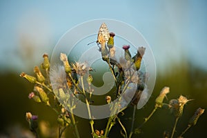 Argynnini butterfly on a thistle plant