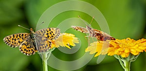 Argynnis aglaja butterflies on flower photo