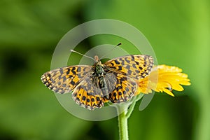 Argynnis aglaja butterfly on flower photo