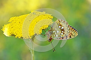 Argynnis aglaja , the dark green fritillary butterfly on flower in green background photo