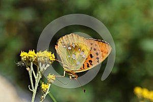 The Argynnis Alexandra butterfly , butterflies of Iran