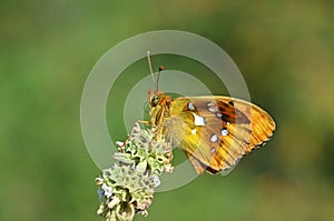 The Argynnis Alexandra butterfly , butterflies of Iran