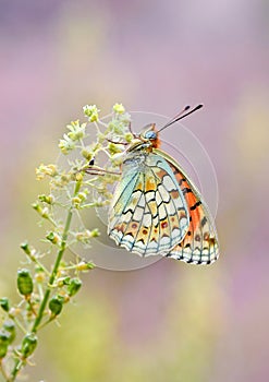 Argynnis niobe , the Niobe fritillary butterfly on flower , butterflies of Iran