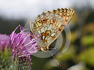 Argynnis orange and brown butterfly on thistle flower