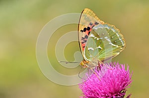 Argynnis Pandora 154