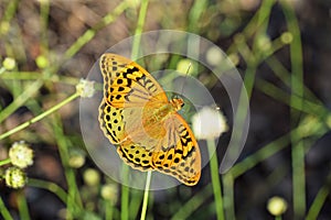 Argynnis pandora , the cardinal butterfly