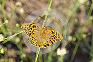 Argynnis pandora , the cardinal butterfly