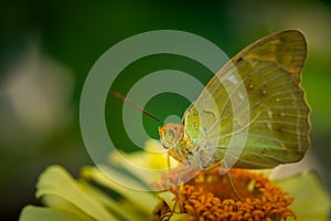 Argynnis pandora, the cardinal, is a butterfly of the family Nymphalidae on yellow Zinnia flower, selective focus, shallow depth