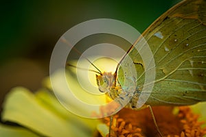 Argynnis pandora, the cardinal, is a butterfly of the family Nymphalidae on yellow Zinnia flower, selective focus, shallow depth