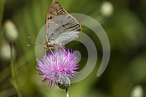 Argynnis Pandora resting on thistle