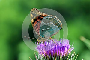 Argynnis pandora on the Silybum marianum