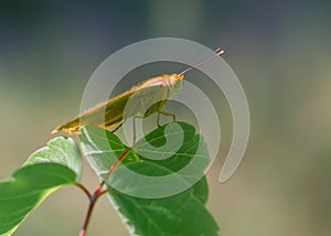 Argynnis pandora sitting on a leaf of a tree