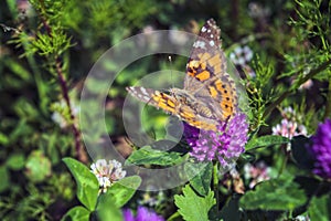 Argynnis paphia. Beautiful Argynnis paphia butterfly in sunlight in herb garden