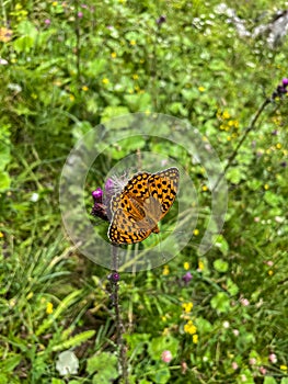 Argynnis paphia imperial mantle on a flower