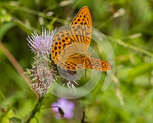 Argynnis paphia (Linnaeus, 1758) diurnal butterfly of the Nymphalidae family