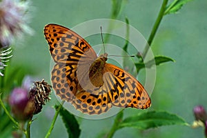 Argynnis paphia, Silver-washed Fritillary