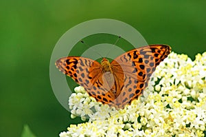 Argynnis paphia , The silver-washed fritillary butterfly