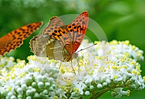 Argynnis paphia , The silver-washed fritillary butterfly