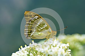 Argynnis paphia , The silver-washed fritillary butterfly on flower