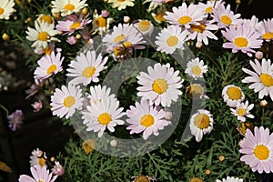 Argyranthemum frutescens 'Madiera Pink'