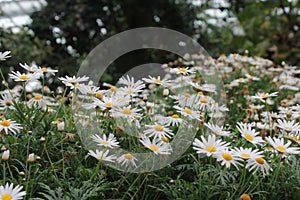 Argyranthemum frutescens or Paris daisy