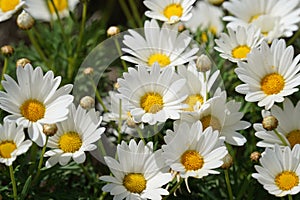 Argyranthemum, marguerite daisy blossom close-up