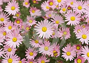 Argyranthemum pink flowers silver bush flower 3