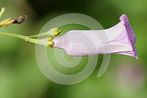 Argyreia elliptica, Oval Leaved Silverweed