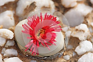 Argyroderma delaetii