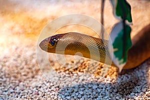 Argyrogena fasciolata or Banded Racer snake photo